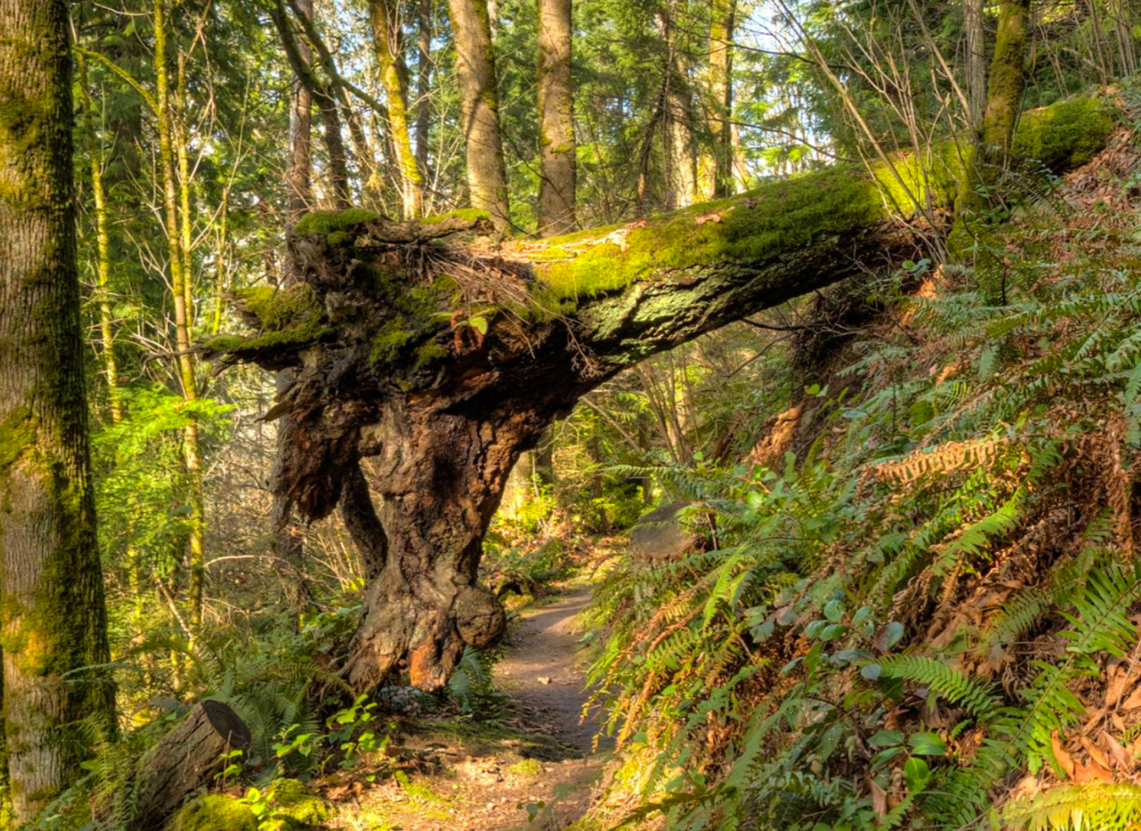 ../images/trails/terrace//10 Deadfall Arch.jpg